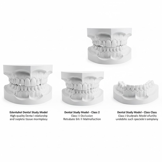 Anatomical dental study models showing Class I, II, and III malocclusions for patient education.