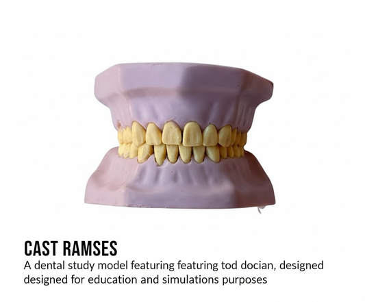 Dental model teeth used for student training and operative dentistry simulation