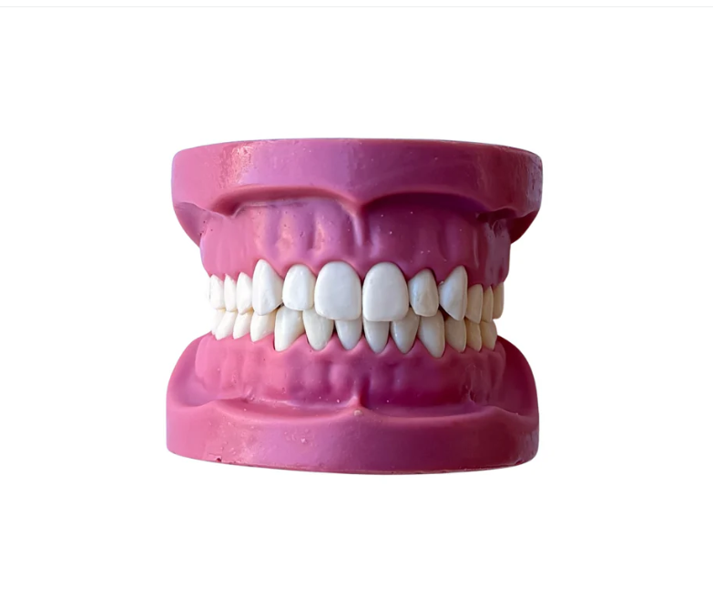 Magnetic dental cast model teeth without articulator used for student operative training