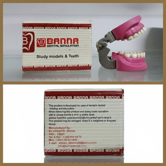 Magnetic articulator dental model teeth used for student training and occlusal simulation